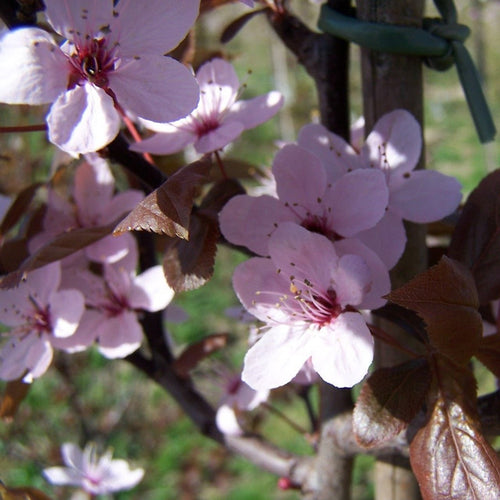 Flowering Plum (Prunus cerasifera Nigra) - Ladybird Nursery