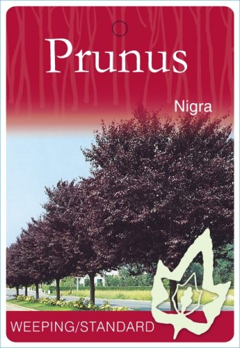 Prunus nigra