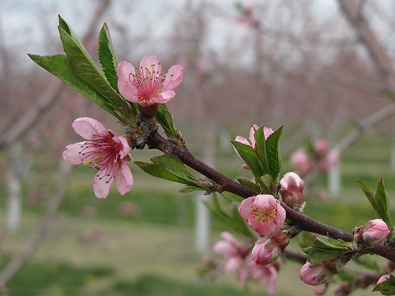 Super Dwarf Flowering Nectarine 'Pink'