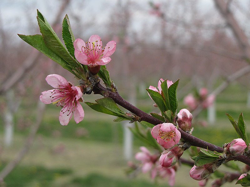 Super Dwarf Flowering Nectarine 'Pink' - Ladybird Nursery