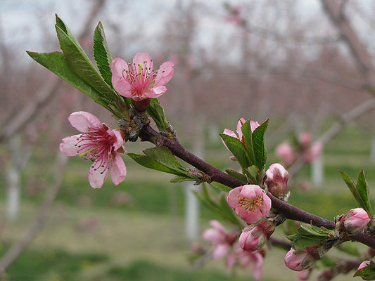 Super Dwarf Flowering Nectarine 'Pink'
