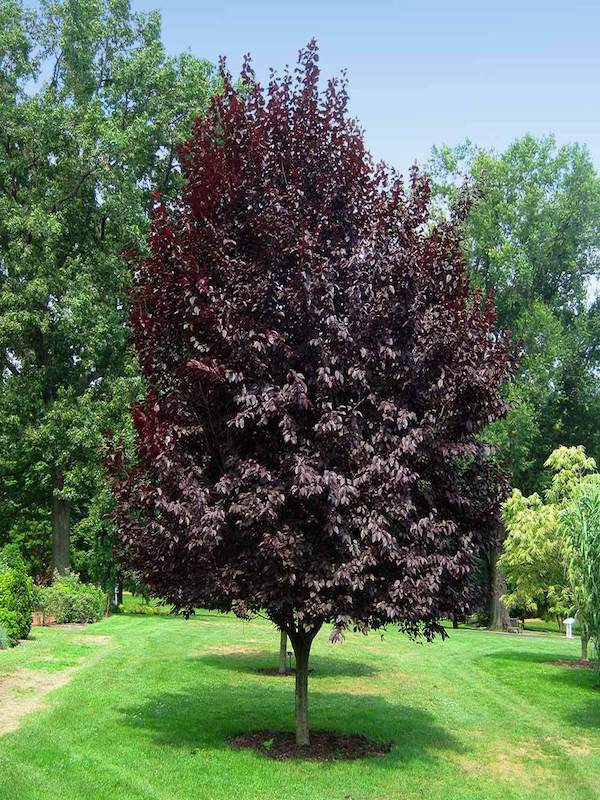 Purple Leaf Plum Bush Form blireana (Prunus x)
