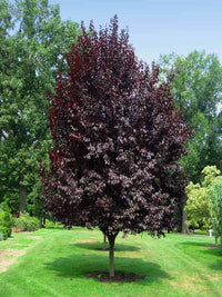 Purple Leaf Plum Bush Form blireana (Prunus x)