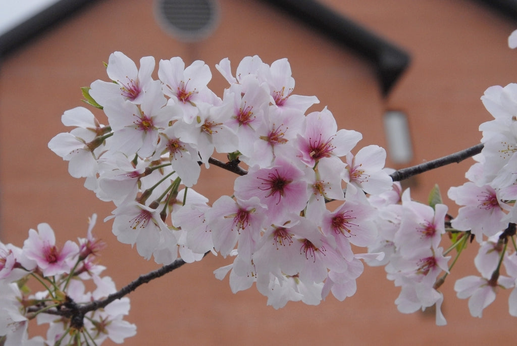 Yoshino Flowering Cherry yedoensis (Prunus x)