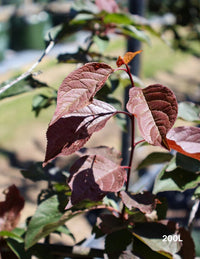 Purple Leaf Plum Bush Form blireana (Prunus x) - Ladybird Nursery