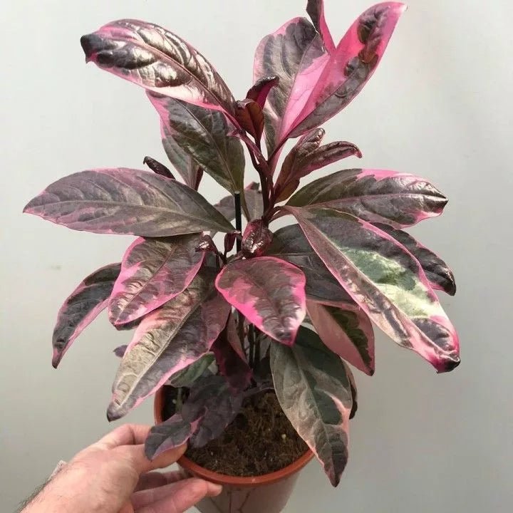 Burgundy (Pseuderanthemum atropurpureum) - Ladybird Nursery