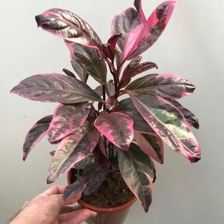 Burgundy (Pseuderanthemum atropurpureum)