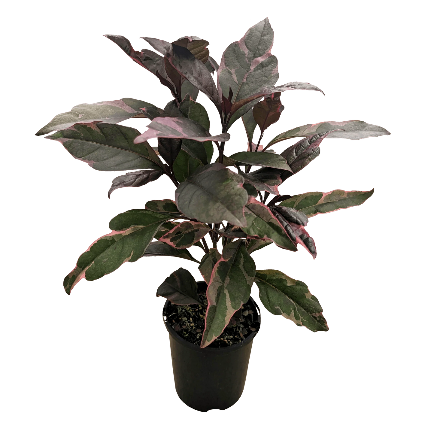 Burgundy (Pseuderanthemum atropurpureum)