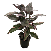 Burgundy (Pseuderanthemum atropurpureum)