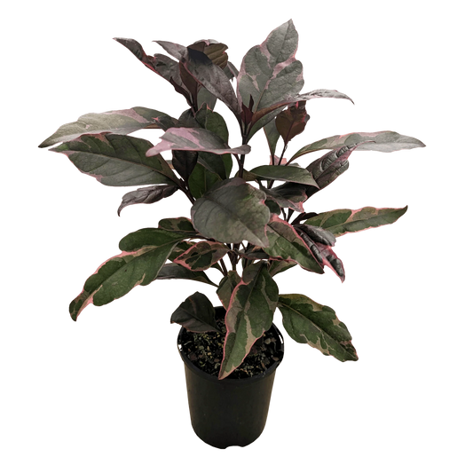 Burgundy (Pseuderanthemum atropurpureum)