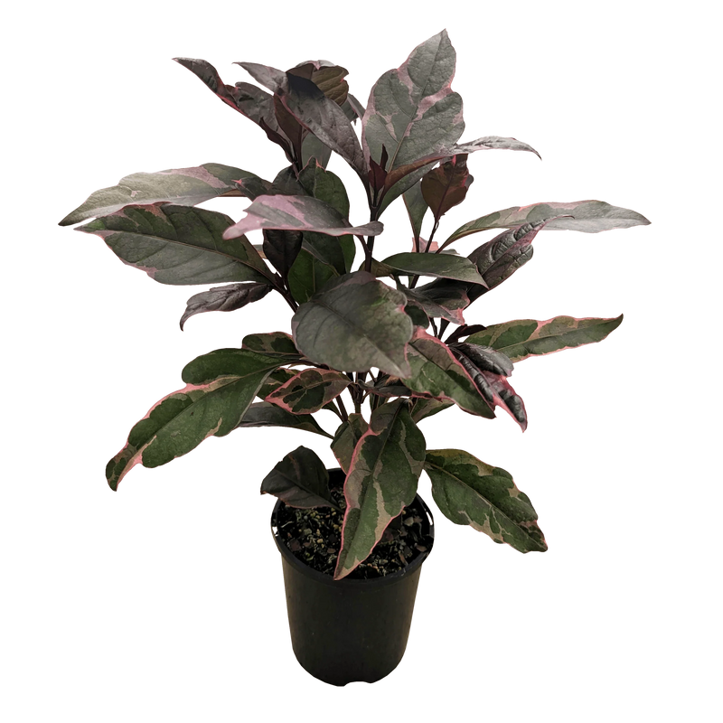 Burgundy (Pseuderanthemum atropurpureum)