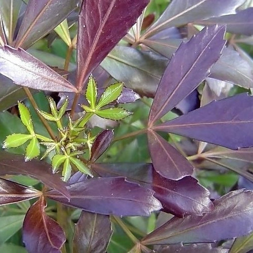 Coastal Purple 5 Finger Purpurea (Pseudopanax lessonii)