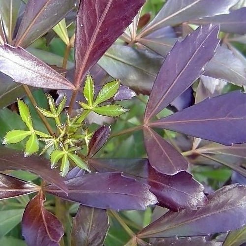Coastal Purple 5 Finger Purpurea (Pseudopanax lessonii) - Ladybird Nursery