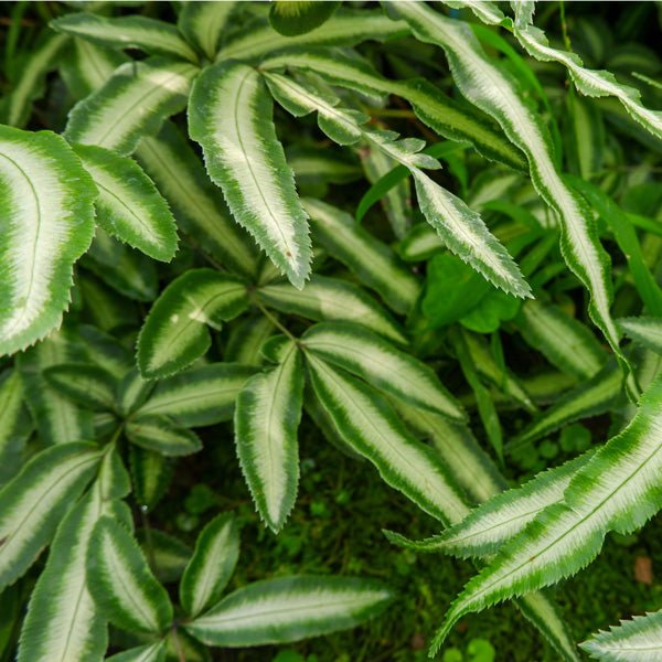 Silver Ribbon Fern Albo - lineata (Pteris cretica) - Ladybird Nursery