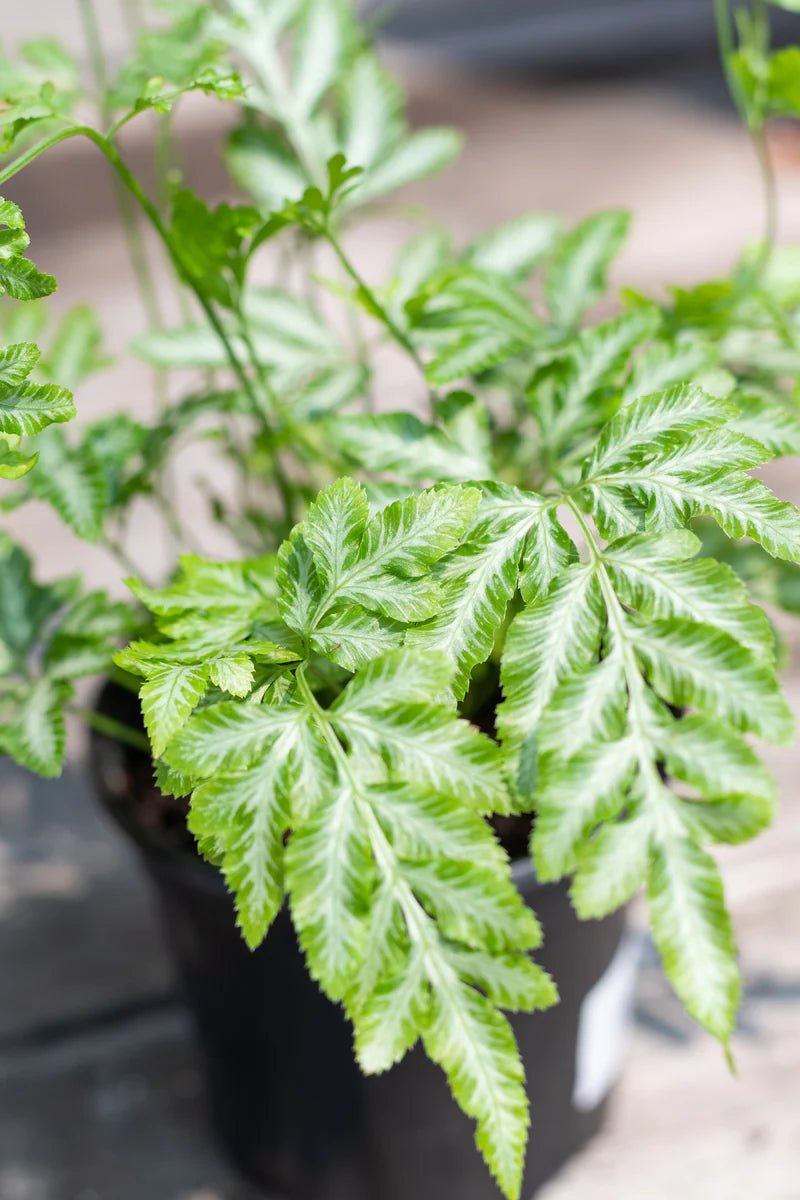 Silver Ribbon Fern Albo - lineata (Pteris cretica) - Ladybird Nursery