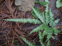 Pteris parkeri - Ladybird Nursery