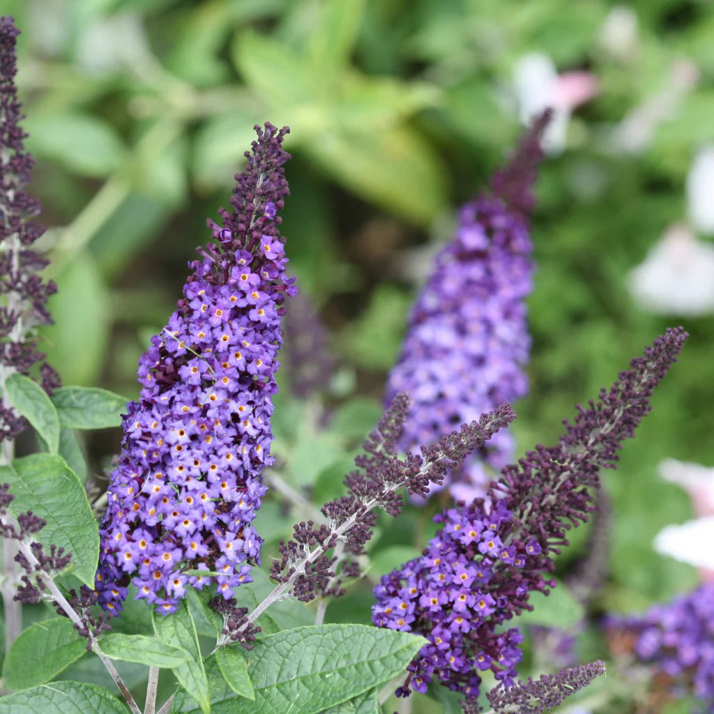 Butterfly Bush Assorted (Buddleja spp.) - Ladybird Nursery