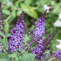 Butterfly Bush Assorted (Buddleja spp.)