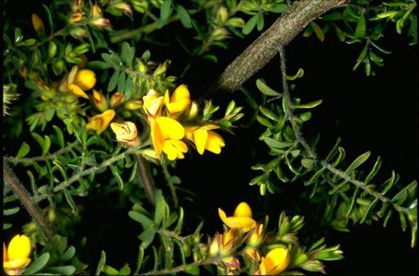Hairy Bush - pea (Pultenaea villosa) - Ladybird Nursery