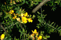 Hairy Bush-pea (Pultenaea villosa)