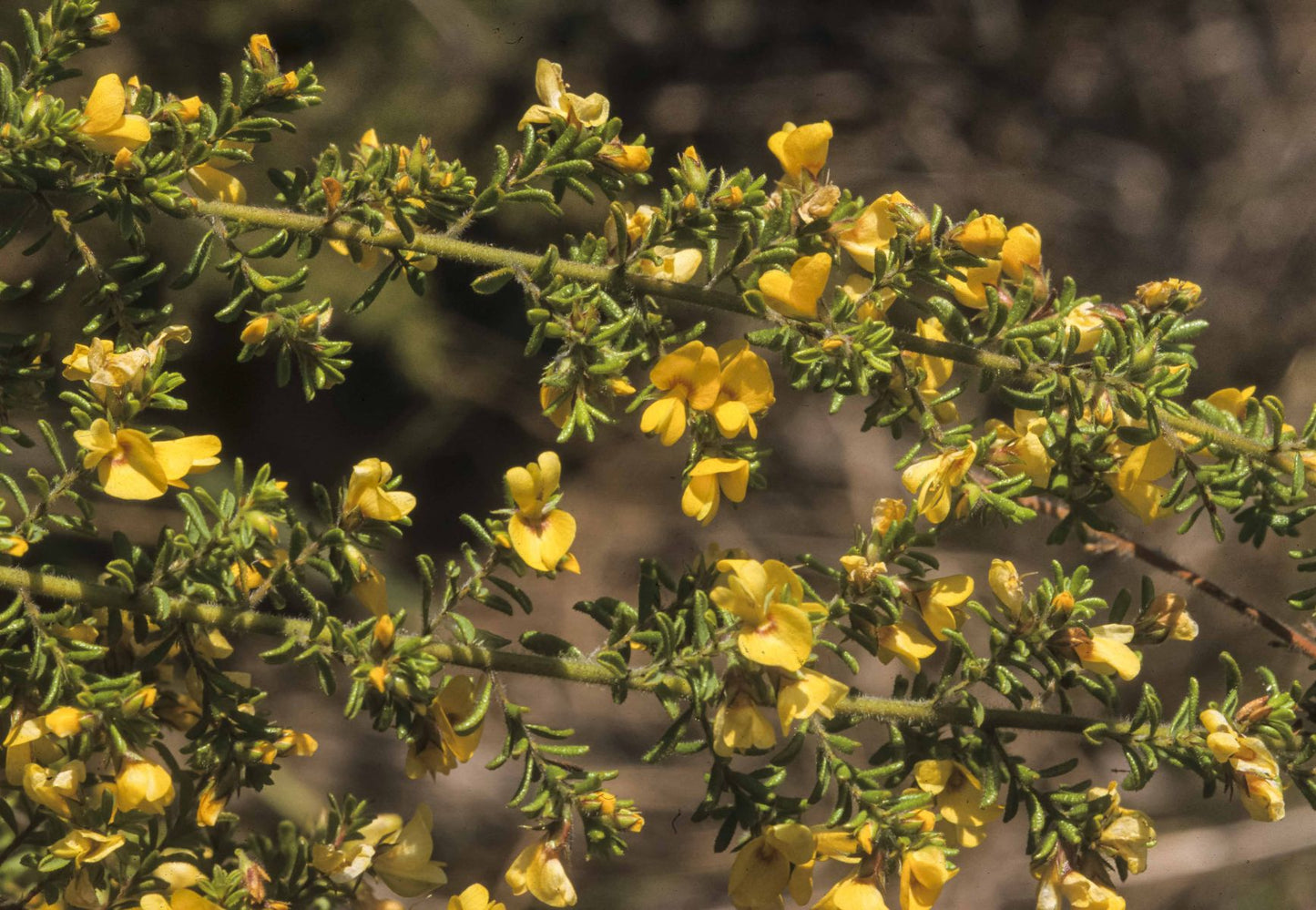 Hairy Bush-pea (Pultenaea villosa)