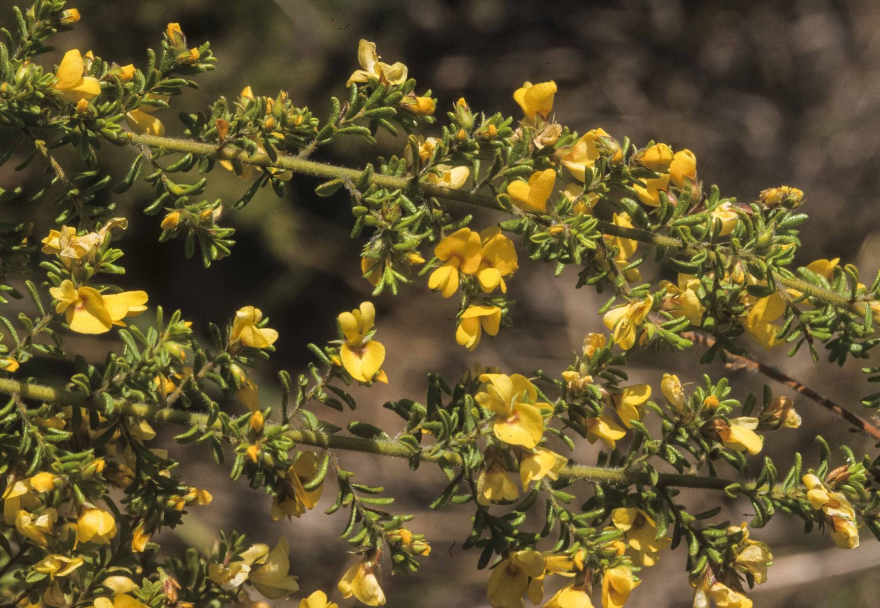 Hairy Bush-pea (Pultenaea villosa)