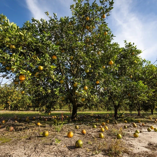 Dwarf Pummelo Carters Red