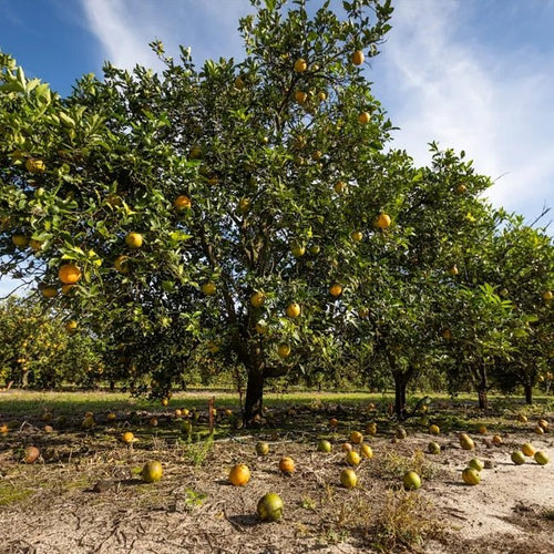 Pummelo Carters Red (QLD Only) - Ladybird Nursery