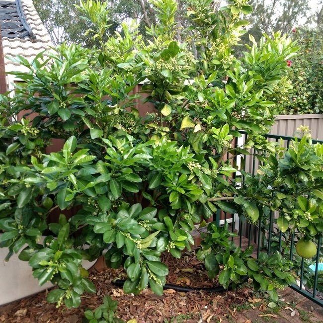 Pummelo Flicks Yellow - Ladybird Nursery