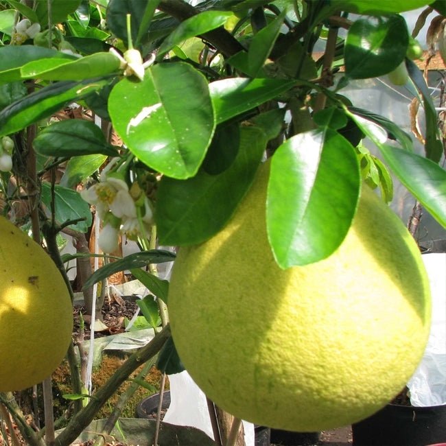 Pummel Tree Pummelo Flicks Yellow Fruit Tree – Buy Now! – Ladybird Nursery