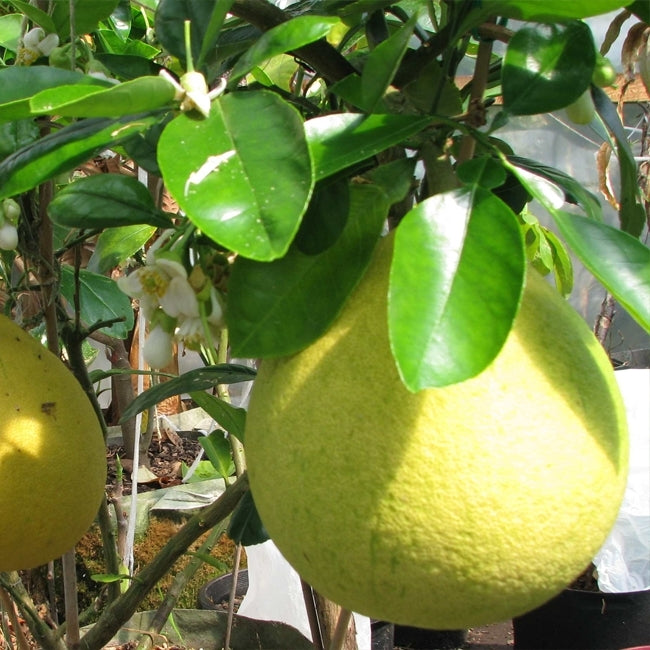 Pummelo Flicks Yellow