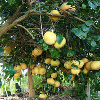 Pummelo Watsons Choice