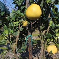 Pummelo Watsons Choice