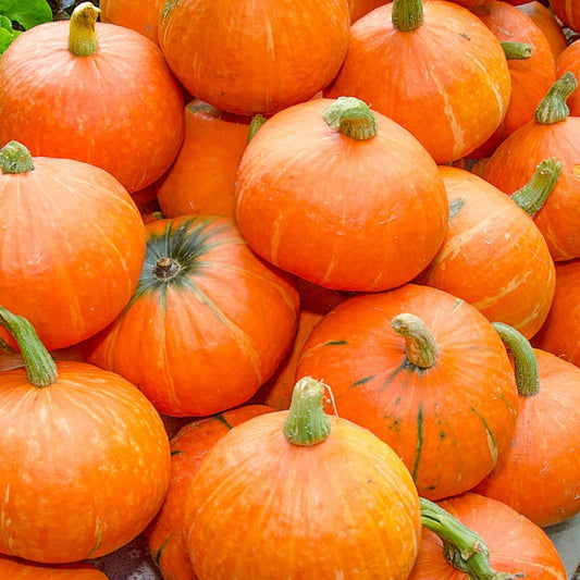 Pumpkin 'Golden Nugget' (Pickup Only) - Ladybird Nursery