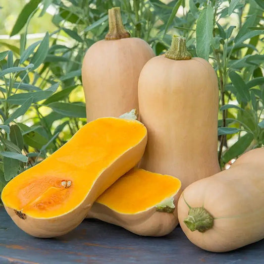 Pumpkin 'Butternut' (Pickup Only) - Ladybird Nursery