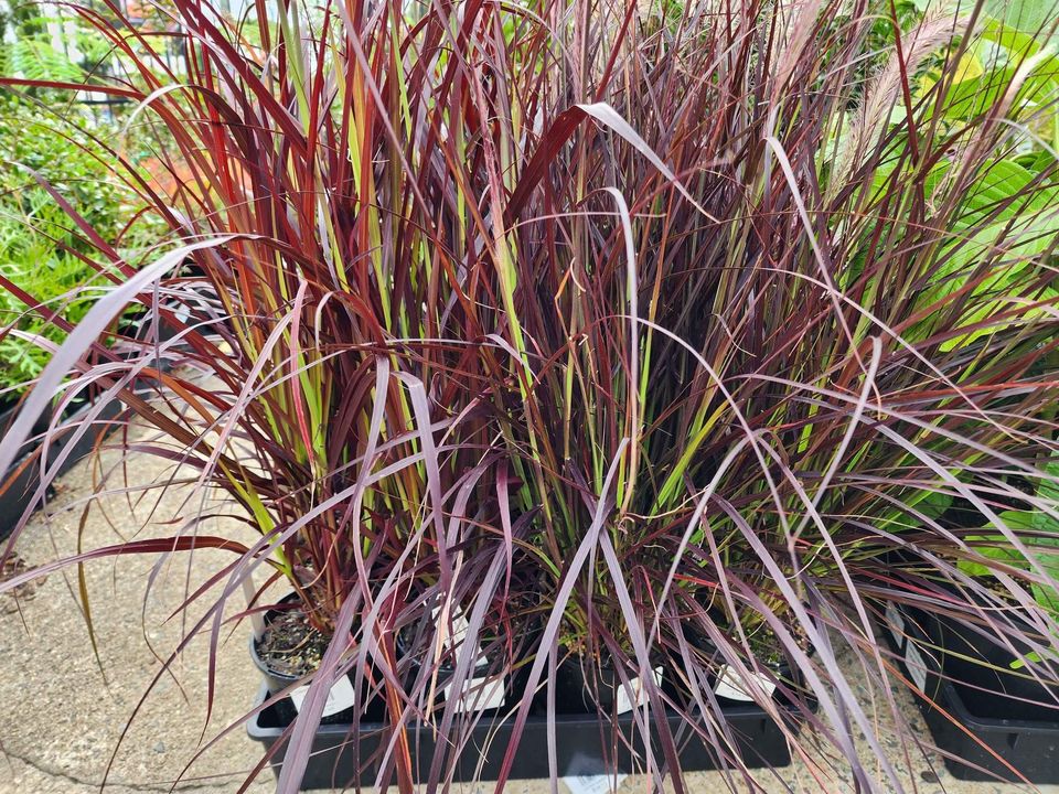 Purple Fountain Grass - Ladybird Nursery