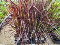 Purple Fountain Grass