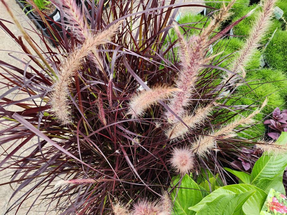 Purple Fountain Grass