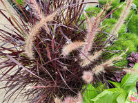 Purple Fountain Grass