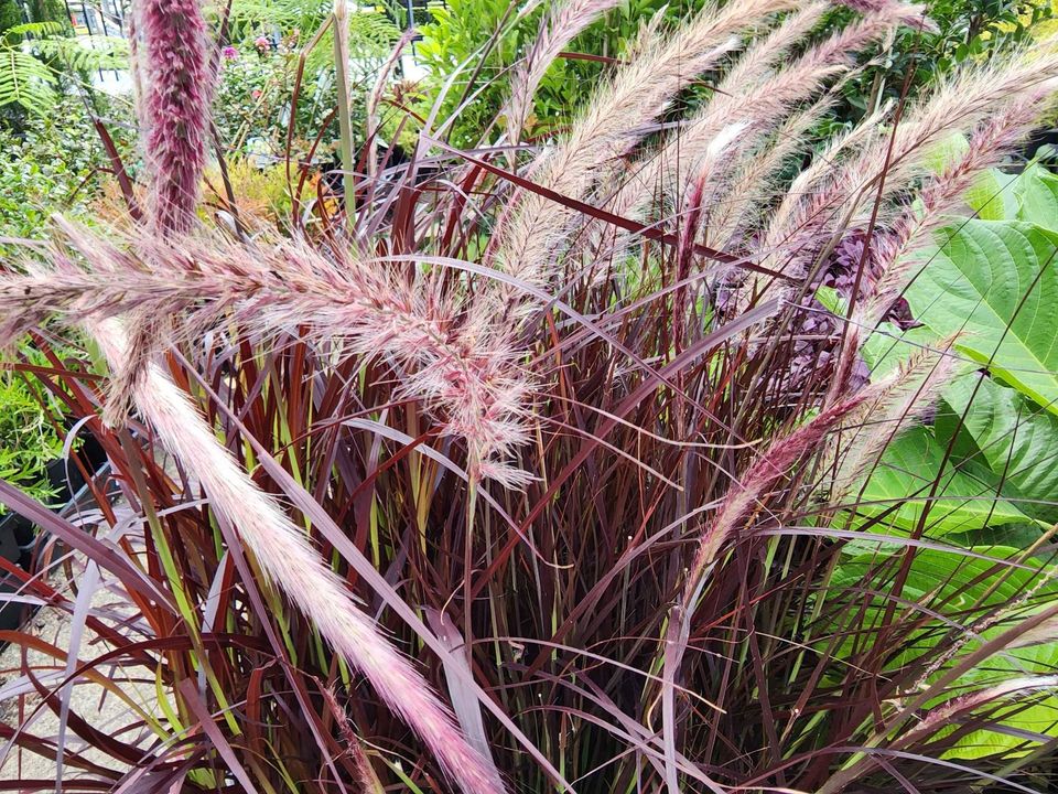 Purple Fountain Grass