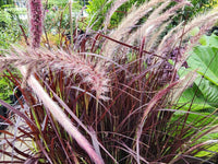 Purple Fountain Grass