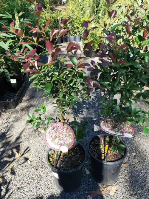 Silver Rocket Spindle (Euonymus japonicus)