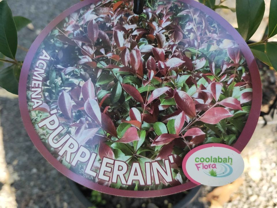 Purple Lilly Pilly - Ladybird Nursery