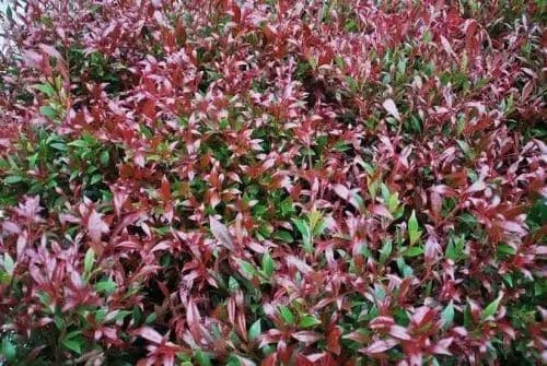 Variegated Photinia (Photinia spp.) - Ladybird Nursery