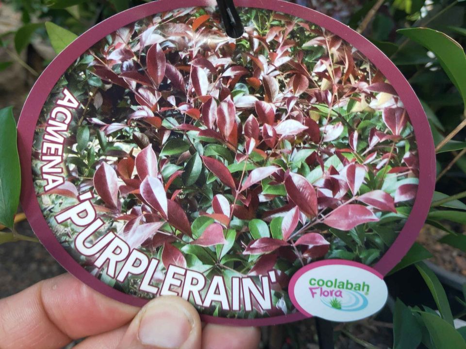 Purple Rain Hedging - Ladybird Nursery