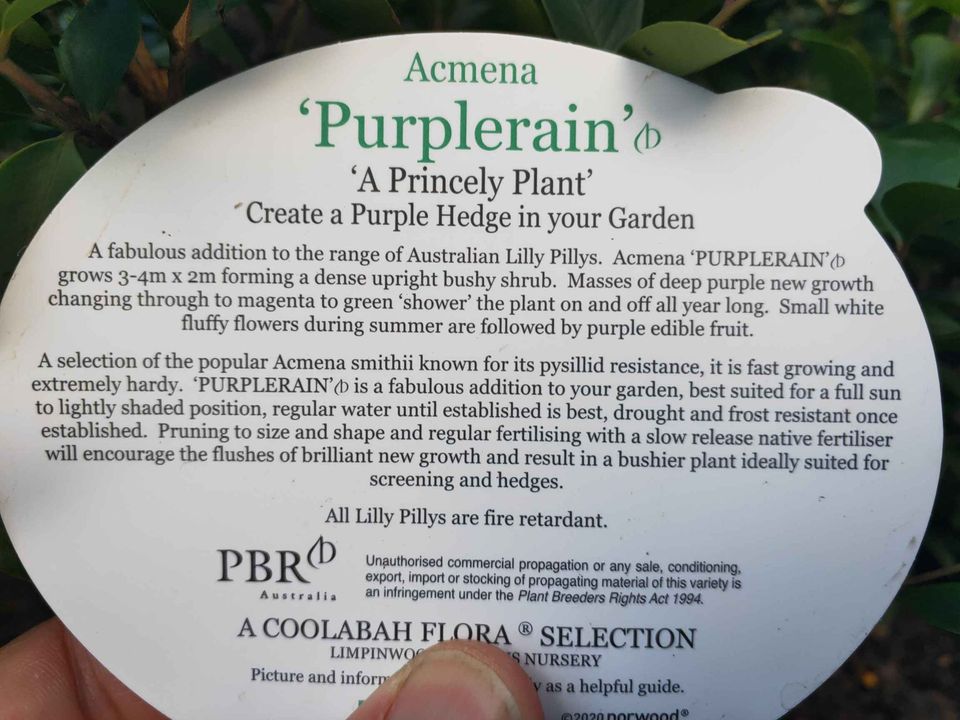 Purple Rain Hedging - Ladybird Nursery