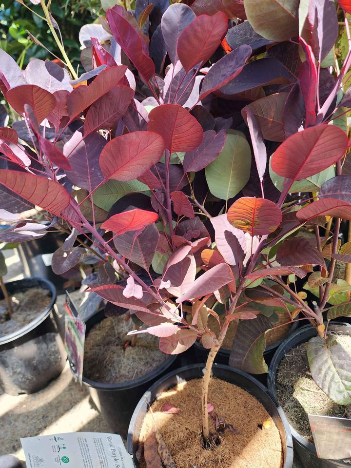 Royal Purple Smokebush Tree - Ladybird Nursery