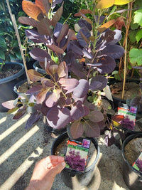 Purple Smokebush Tree