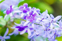 Purple Wreath (Petrea volubilis)