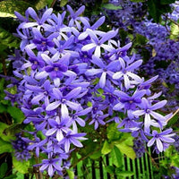 Purple Wreath (Petrea volubilis)